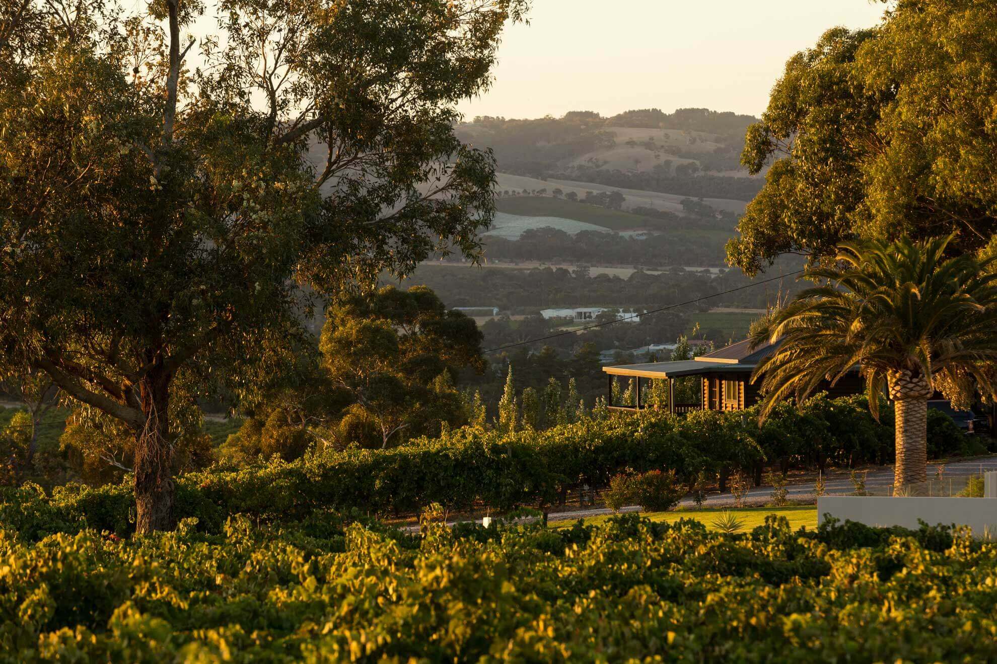 Helicopter Tour The Vineyard McLaren Vale